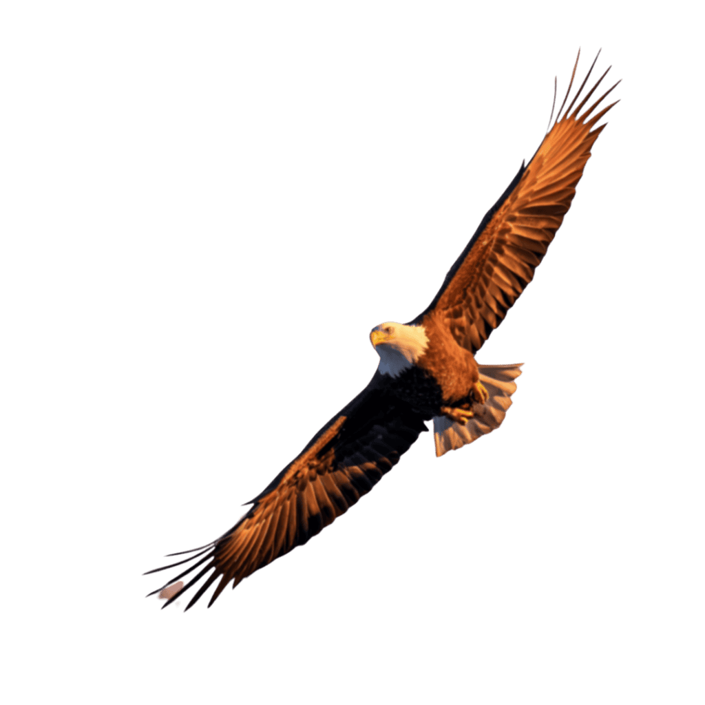 alaskan raptor for attractions marketing