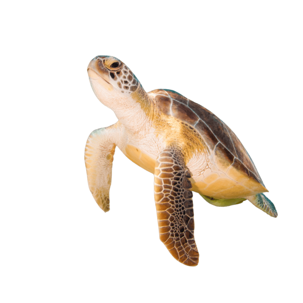 aquarium marketing case study